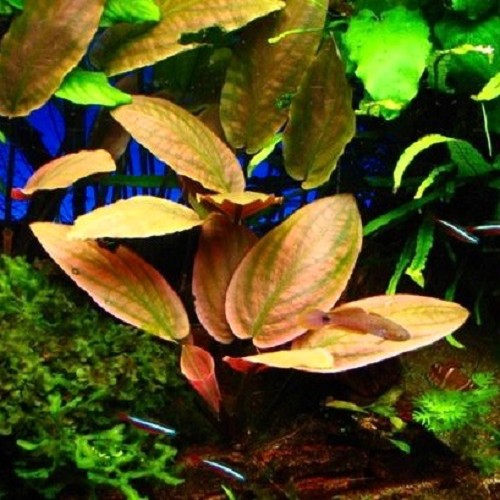 Lagenandra meeboldi red - Mebolds Lagenandra rot im topf